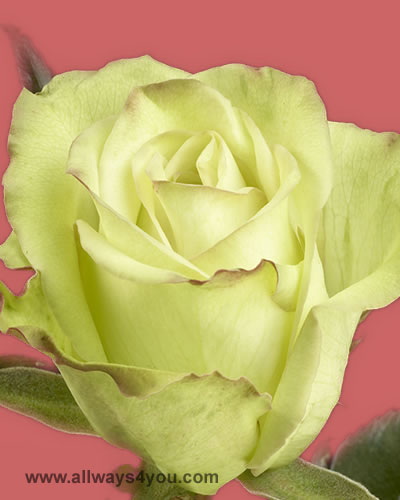 Roses Green Fashion Flowers